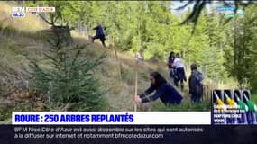 Alpes-Maritimes: 250 arbres replantés au Roure, certains ont été baptisés par des facteurs