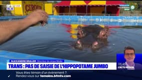 Var: l'hippopotame Jumbo ne sera pas enlevé au cirque Muller