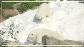 Ces ours polaires sont à la fête après une livraison de neige dans leur zoo