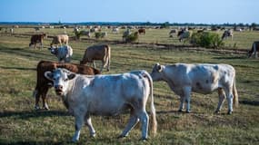 Des vaches dans un pâturage (photo d'illustration)