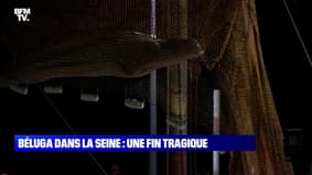 Béluga dans la Seine : Une fin tragique - 10/08