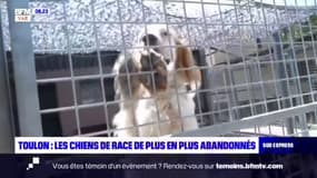 Toulon: de plus en plus de chiens de race abandonnés