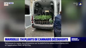 Marseille: 114 plants de cannabis découverts par hasard rue Amélie