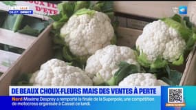 Audomarois: des choux-fleurs pleins les bras et des prix qui dégringolent
