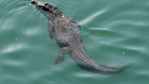Un crocodile - Image d'illustration