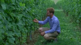 Antoine Vanholebeke, vigneron dans le Haut-Escaut
