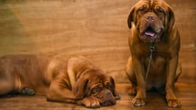 Des chercheurs britanniques ont mis au point une série de tests permettant de mesurer l'intelligence des chiens et son rapport avec leur santé