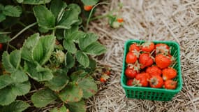 Fruits, légumes et économies : la tendance de l’auto-cueillette


