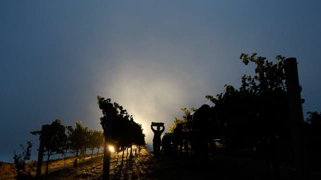 Les grands crus de Merlot, longtemps plombés après leur dénigrement dans un film américain à succès, recommencent à séduire.