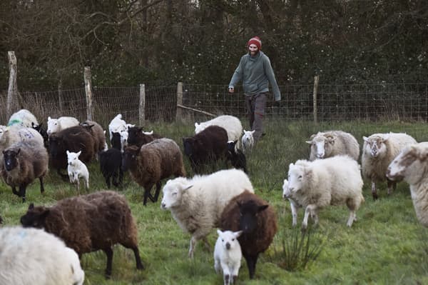 Un zadiste s'occupant d'un troupeau de moutons sur la ZAD en janvier 2018
