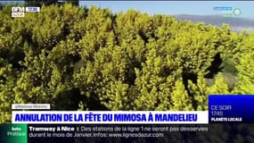 Mandelieu: annulation de la fête du mimosa