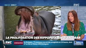 Objectif Terre : La prolifération des hippopotames d'Escobar - 29/07