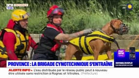 Provence: la brigade cynotechnique s'entraîne