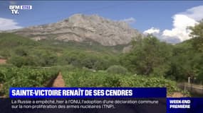 30 ans après un immense incendie, le massif de la Sainte-Victoire renaît de ses cendres