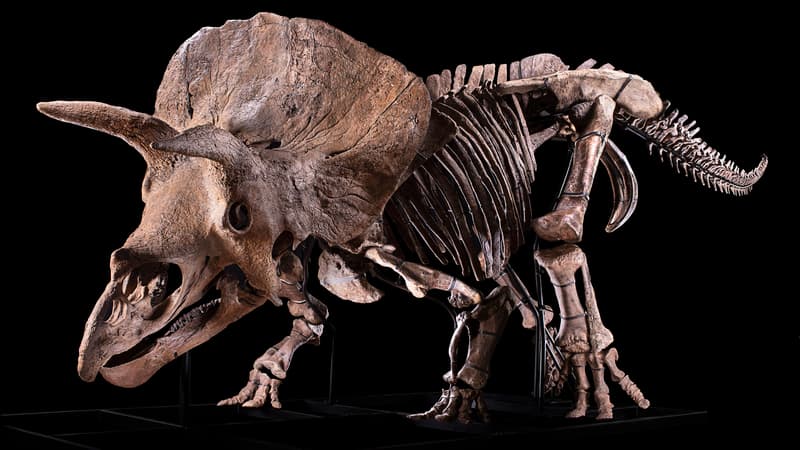 Big John, le Tricératops qui va être vendu aux enchères à Paris, le 21 octobre prochain.