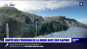 Pas-de-Calais: empêcher l'érosion de la digue avec des sapins de Noël