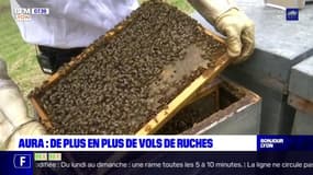 Auvergne-Rhône-Alpes: de plus en plus de vols de ruches