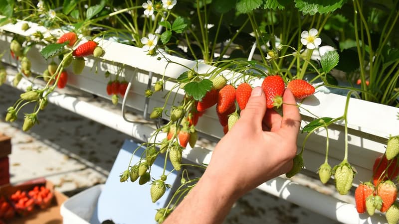 Plus de 40.000 personnes se sont inscrites" sur le site www.desbraspourtonassiette.wizi.farm, "en proposant leurs disponibilités pour travailler pendant les récoltes à venir.