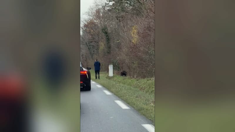 Dans l'Indre, un chasseur tue un sanglier au bord de la route et provoque une vive polémique