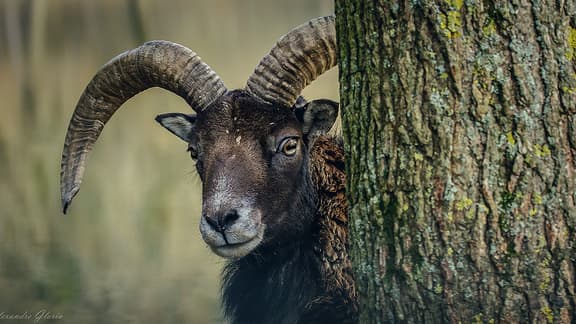 Un bouc en pleine nature (Photo d'illustration)