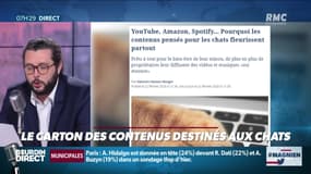 #Magnien, la chronique des réseaux sociaux : Le carton des contenus destinés aux chats - 24/02
