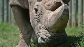 Sudan, le dernier mâle rhinocéros blanc du Nord, le 5 décembre 2016 à Nanyuki au Kenya. Il est mort en mars 2018. 