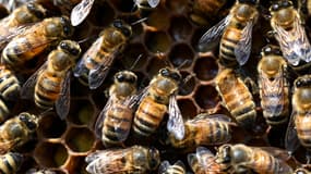 Près de 32.000 tonnes de miel ont été produites en France en 2020.