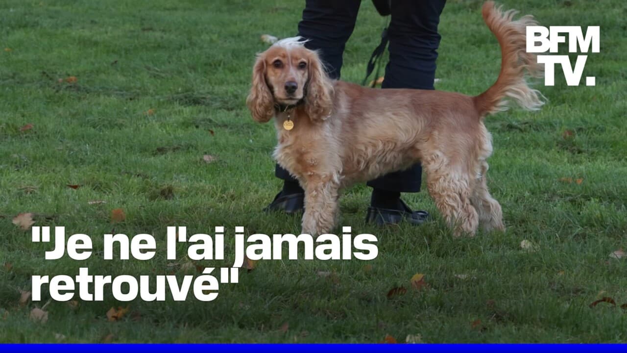En ÎledeFrance, les vols de chiens se multiplient