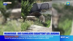Manosque : des sangliers dans les jardins des habitants
