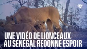 Au Sénégal, une vidéo de trois lionceaux redonne de l'espoir sur la préservation du lion d'Afrique