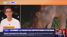 Colombie: la justice ordonne la chasse des hippopotames de Pablo Escobar
