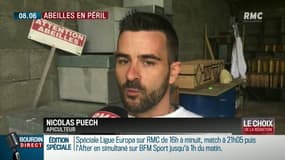 Les abeilles en péril