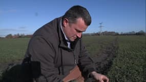 La vague de froid, une bonne nouvelle pour les agriculteurs: "ça tue les maladies"