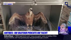 Antibes: un vautour percute un yacht