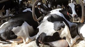 Un cas de vache folle est soupçonné dans un élevage des Ardennes. 
