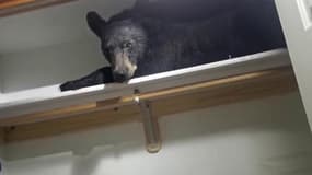 Etats-Unis: un ours s'invite dans une maison pour faire une sieste dans un placard