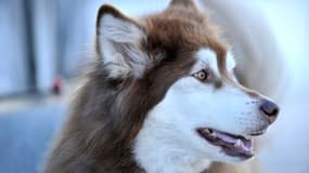 Un malamute de l'Alaska (Photo d'illustration).