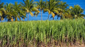Un champ de canne à sucre sur l'île de la Réunion en juillet 2018 (photo d'illustration).