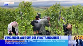 Alsace: pourquoi une date est-elle fixée pour les vendanges?