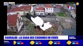 Sarralbe: la saga des cigognes en vidéo