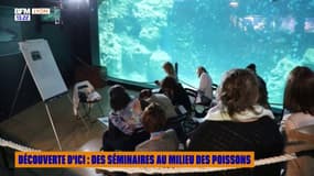 Découverte d'ici : des séminaires au milieu des poissons