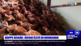 Normandie: un risque élevé de gripe aviaire