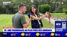 L'été chez nous: une promenade au plus près des animaux dans les Yvelines