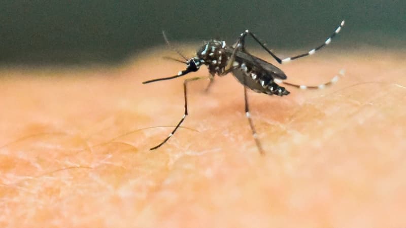 La virus Zika est transmis par les moustiques.