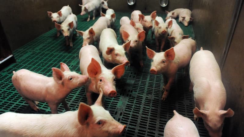 La Cooperl, numéro un du porc en France, a annoncé qu'elle serait de nouveau absente jeudi de la séance de cotation du marché du porc breton (MPB)
