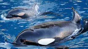 Un bébé orque est né à Antibes