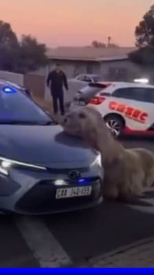 Un éléphant de mer aperçu dans les rues de Cap Town en Afrique du Sud 