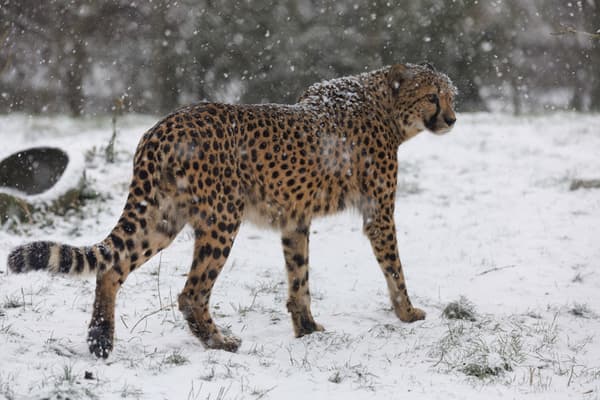 Un guépard sous la neige au parc Pairi Daiza, en Belgique, le 17 janvier 2024