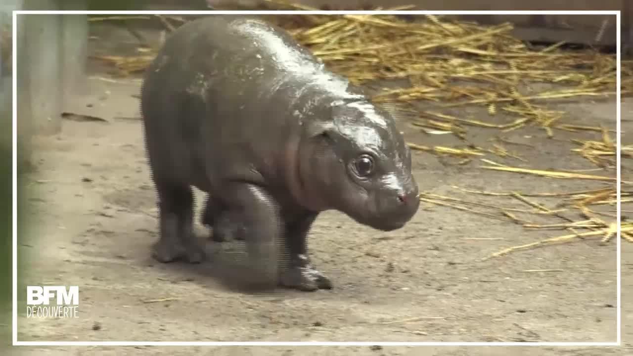 Cet Adorable Hippopotame Nain Est Ne Il Y A Tout Juste Deux Semaines