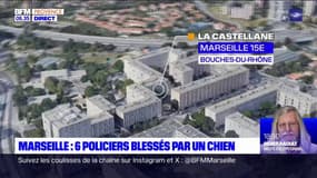 Marseille: un chien saute sur des policiers lors d'un contrôle à La Castellane, plusieurs blessés